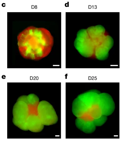 Four fluorescence images of mouse cortical organoids at culture days 8, 13, 20 and 25, with green and red cell-lineage labels.
